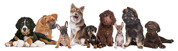 istock large group of puppies 494498060