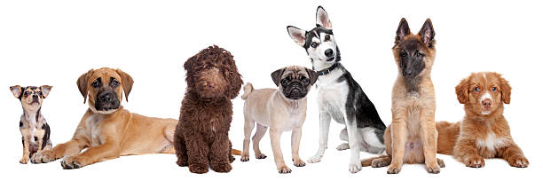 istock large group of puppies 494498352