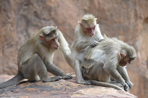 Busy Monkey Family.