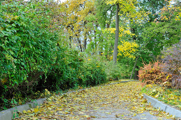 istock Autumn scenery in the park. Park trail. 494503408
