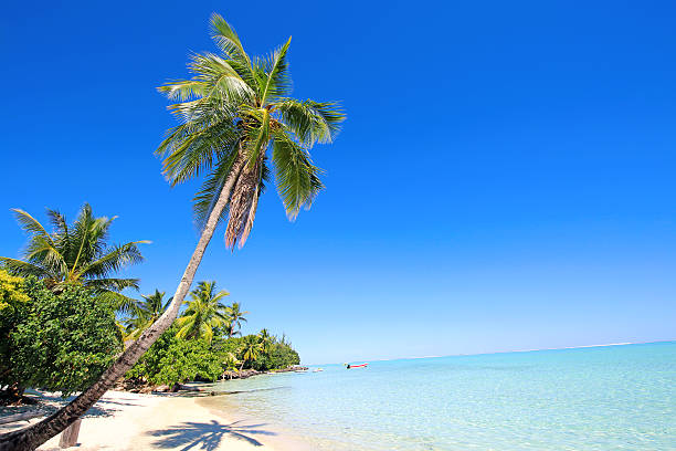 istock Bora Bora Tahiti Tropical Paradise Palm Trees 494503802