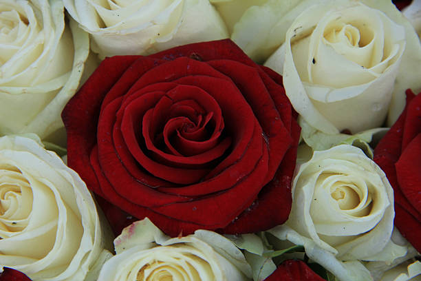 istock Red and white roses in a wedding arrangement 494505232