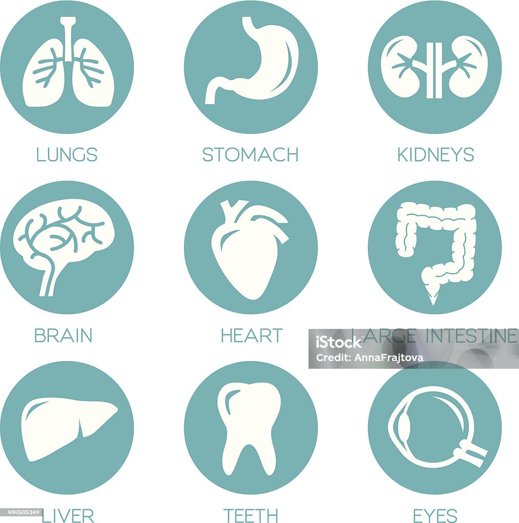 Human Organs Human organs - vector icons collection. Icon Symbol stock vector