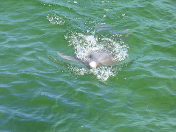 istock Dolphin peeking out of water 494505603