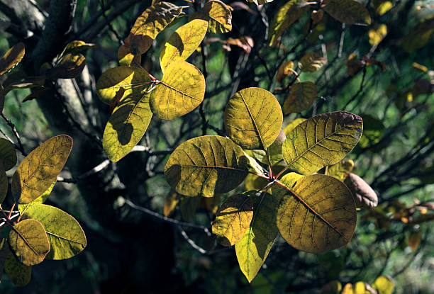 istock beautiful autumn leaves 494507086