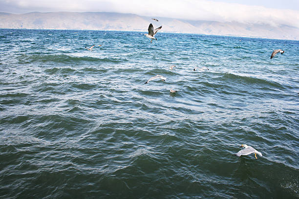 lago sevanarmenia.kgm - gulls in flight birds over water foggy scene with birds imagens e fotografias de stock
