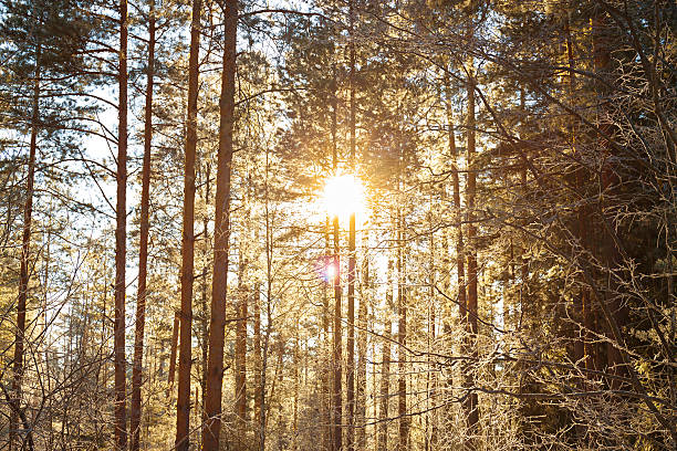 istock winter landscape with the forest and sunset 494508390