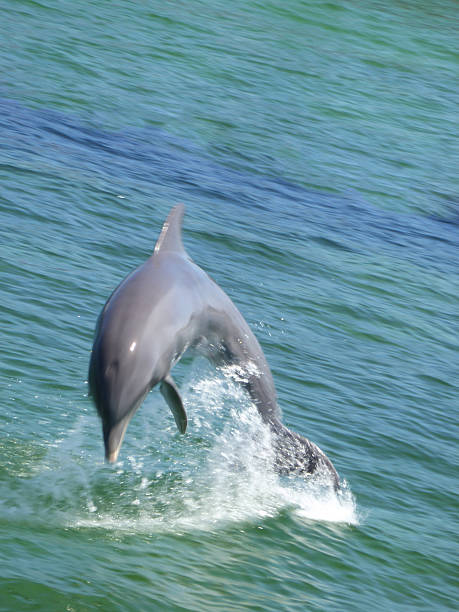 istock Dolphin jumping out of water 494508833