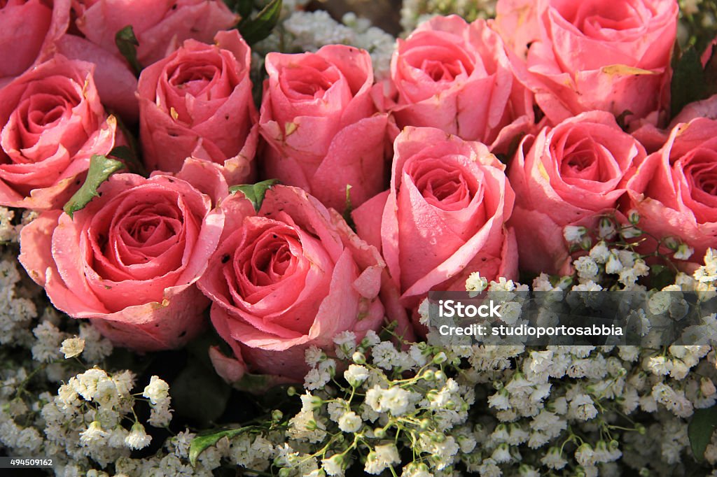 Pink roses and baby breath bouquet Pink roses and baby breath (gypsophila) in a wedding arrangement 2015 Stock Photo