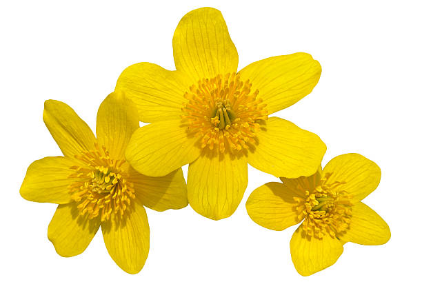 istock Flowers of kingcup 494509402