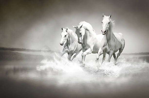 Herd of white horses running through water