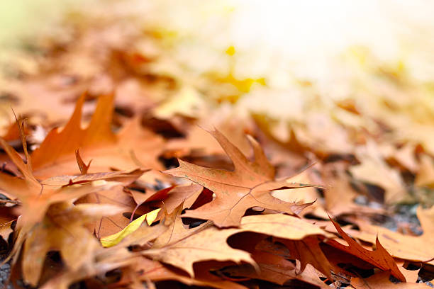 istock Forest floor in autumn with sunlight 494510420