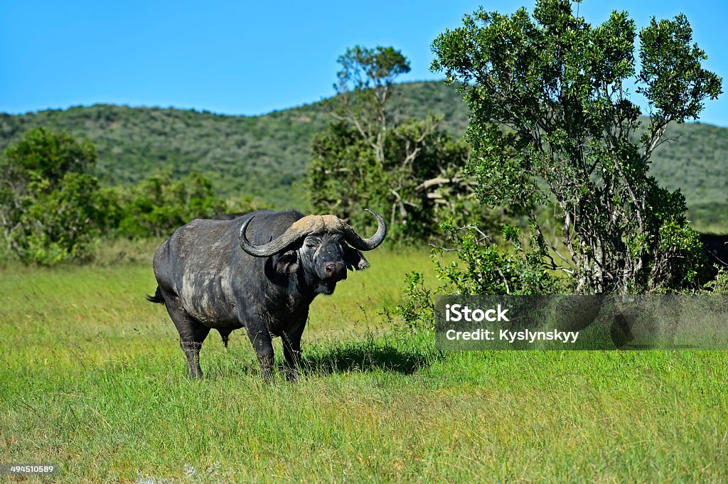 Buffalo Buffaloes in the Masai Mara National Park. KenyaBuffalo in a natural habitat. Africa Africa Stock Photo