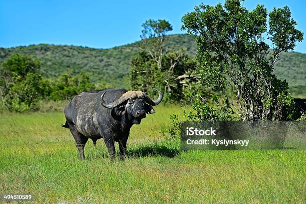 Buffalo Stock Photo - Download Image Now - Africa, Amboseli National Park, Animal