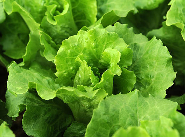 istock lettuce plant in field 494511511