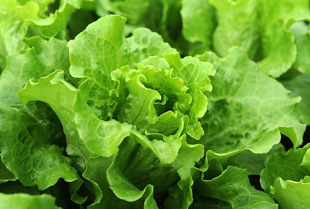 istock lettuce plant in field 494511513