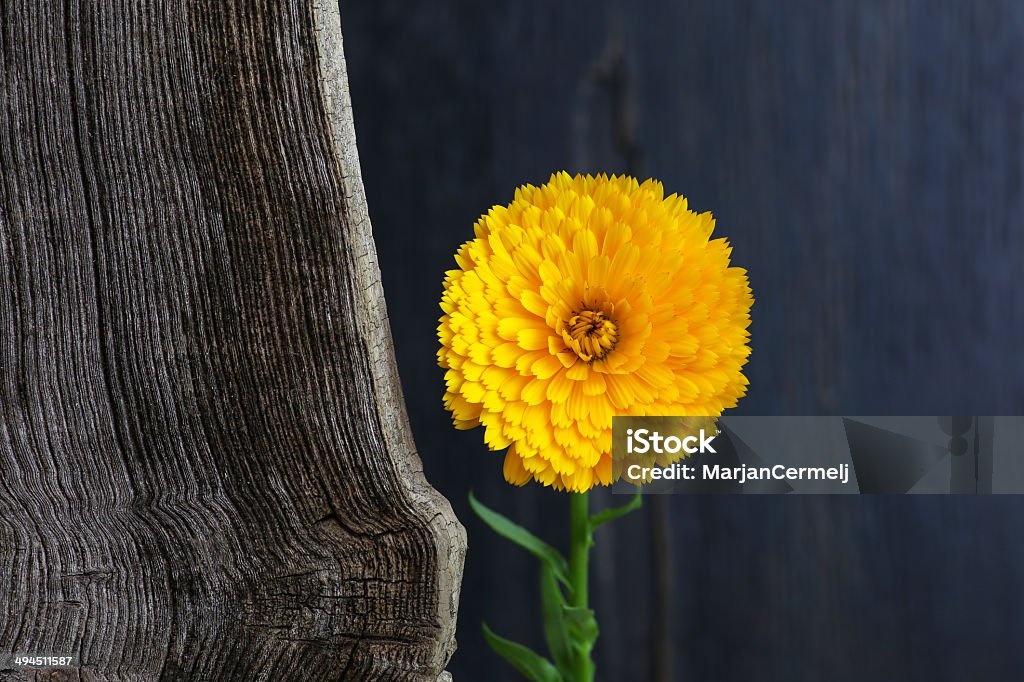 Officinalis calêndula Asteraceae Perennials flor amarela - Foto de stock de Amarelo royalty-free