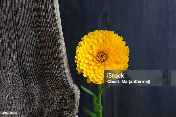 Foto de Officinalis Calêndula Asteraceae Perennials Flor Amarela e mais fotos de stock de Amarelo