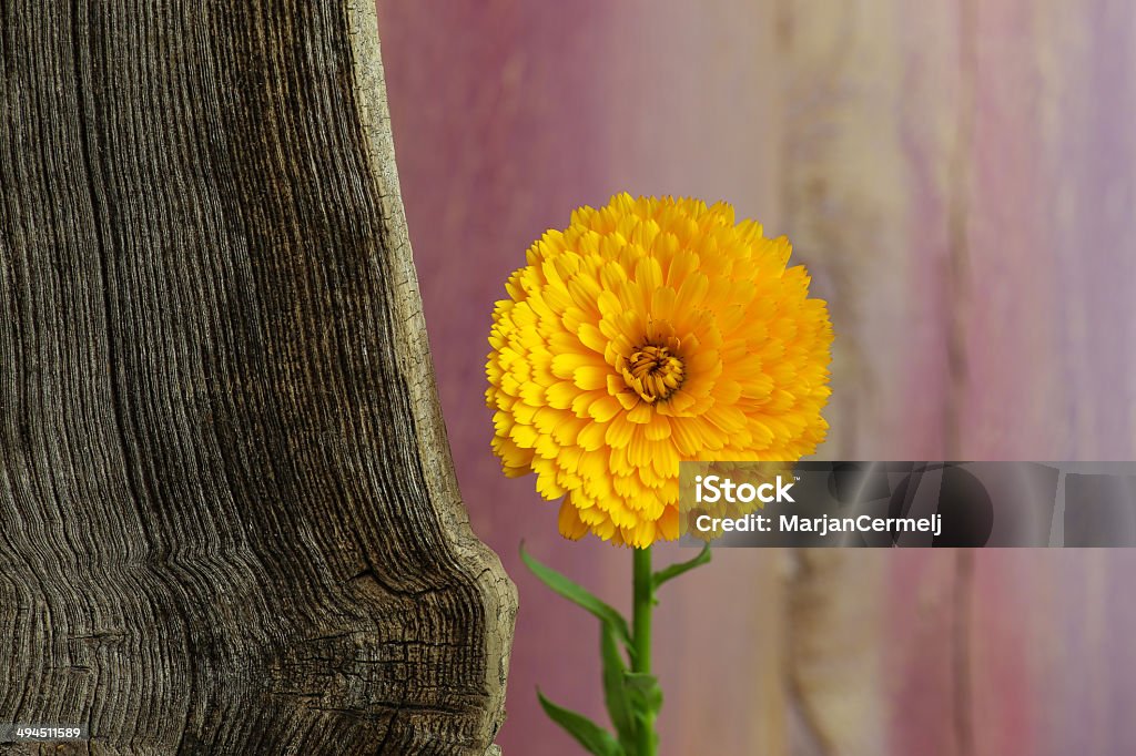 Calendula Officinalis Asteraceae Perennials żółty kwiat - Zbiór zdjęć royalty-free (Barwne tło)