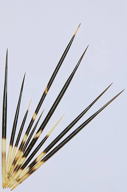 Porcupine Quills produtos de fundo de vida selvagem da África - foto de acervo