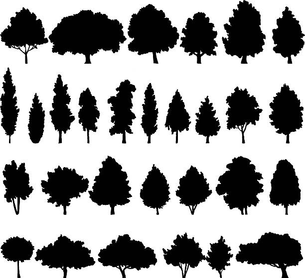 ilustraciones, imágenes clip art, dibujos animados e iconos de stock de conjunto de diferentes árboles de hoja caduca - álamo árbol