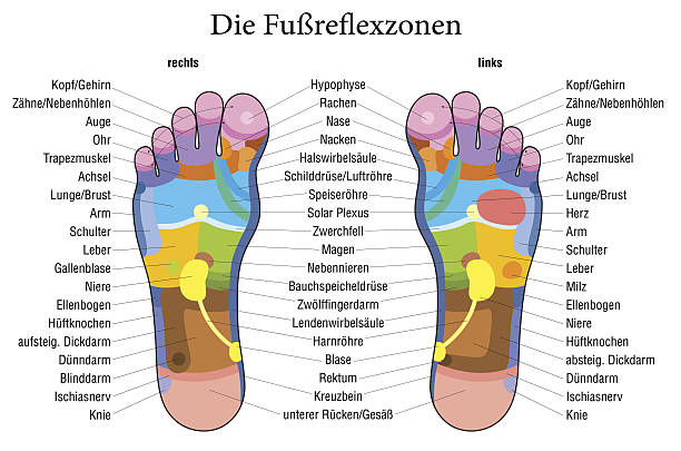 ilustraciones, imágenes clip art, dibujos animados e iconos de stock de descripción alemana de gráfico reflexología pie - pie término anatómico