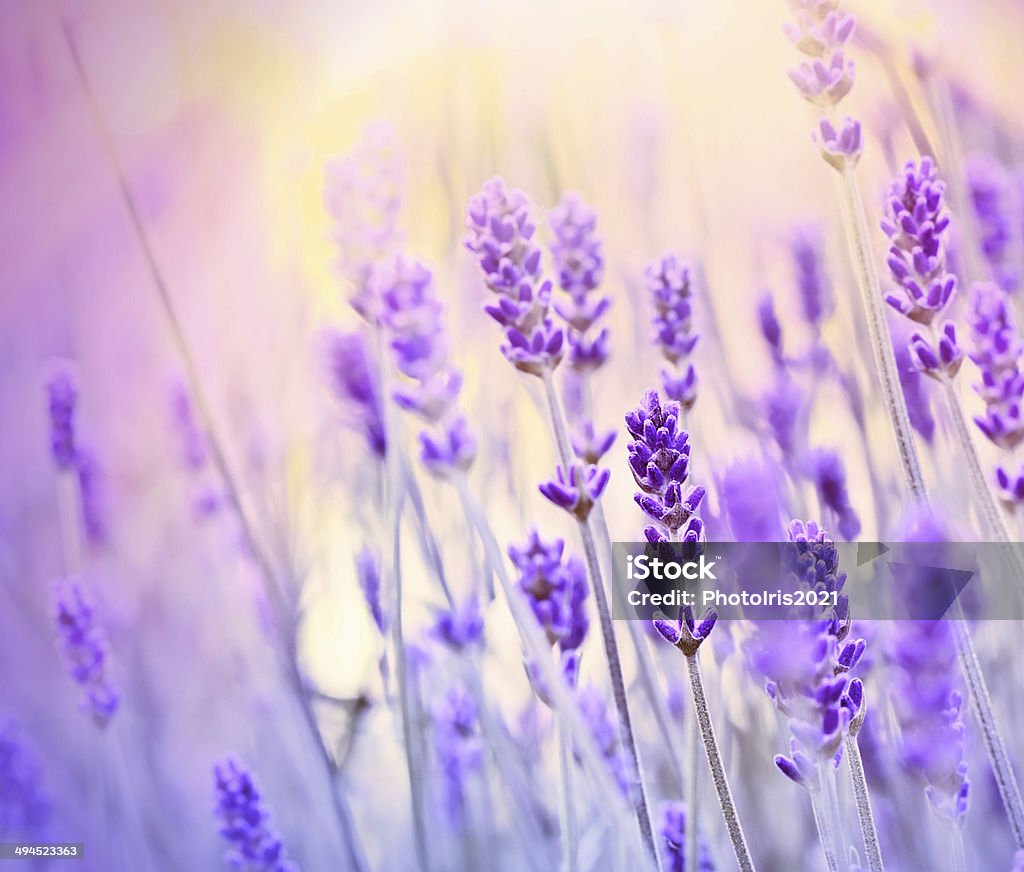 Lavendel Licht der Sonne Strahlen - Lizenzfrei Baumblüte Stock-Foto