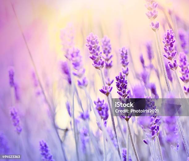 Lavendel Licht Der Sonne Strahlen Stockfoto und mehr Bilder von Baumblüte - Baumblüte, Bildschärfe, Blume