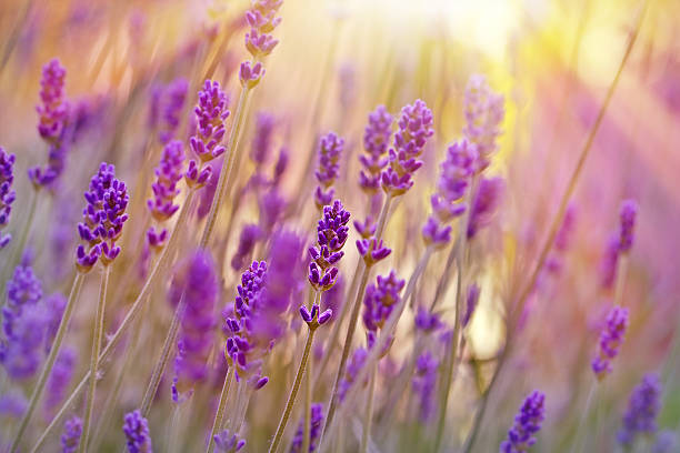 istock Lavender lit by sun rays and late afternoon 494523367