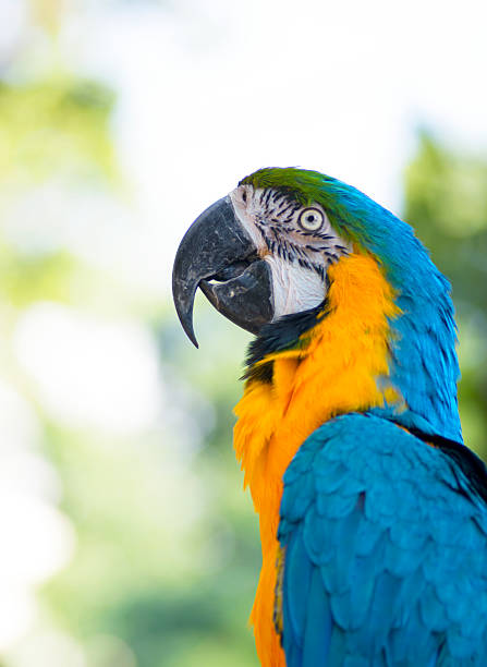 magnifique bleu et jaune (arara) de macao - kakadu photos et images de collection