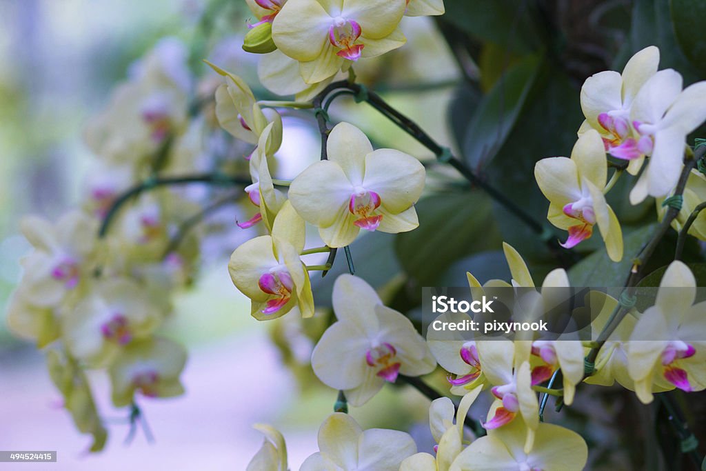 Beautiful yellow orchids Abstract Stock Photo