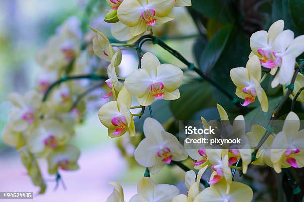 Beautiful Yellow Orchids Stock Photo - Download Image Now - Abstract, Art, Art And Craft