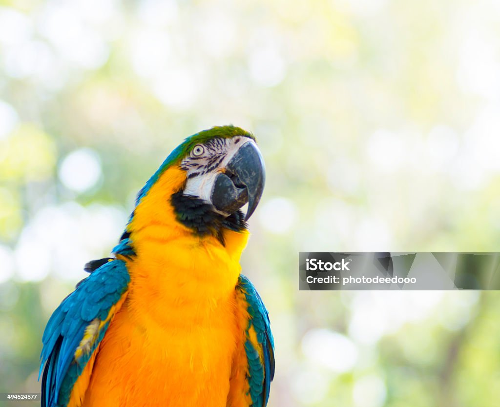 놀라운 파란색과 노란색 (Arara) 마코앵무새 - 로열티 프리 아마존 지역 스톡 사진