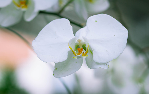 Beautiful yellow orchids