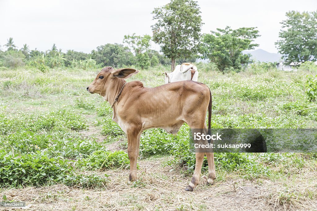 Baby cow Baby cow color brown in green field. Agricultural Field Stock Photo