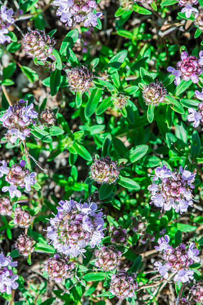 Flower thyme in the nature. Close up