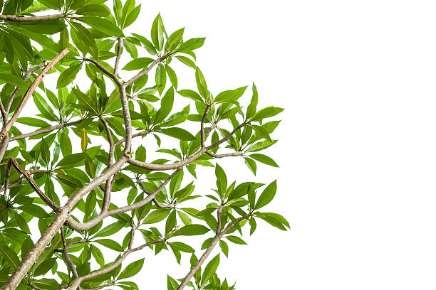 istock spa flower branch isolated on white background, clipping path i 494528551