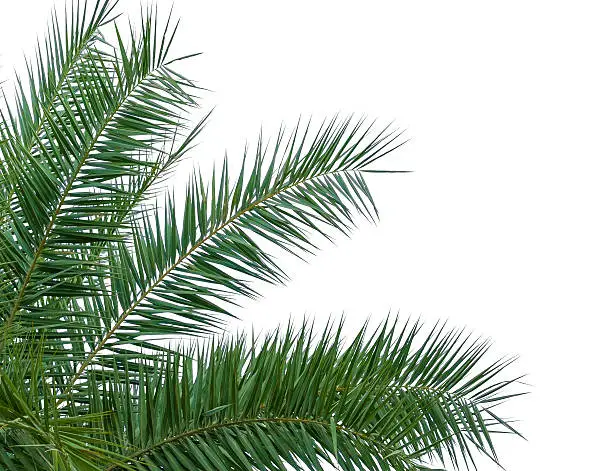 leaves of palm tree isolated on white background, clipping path included