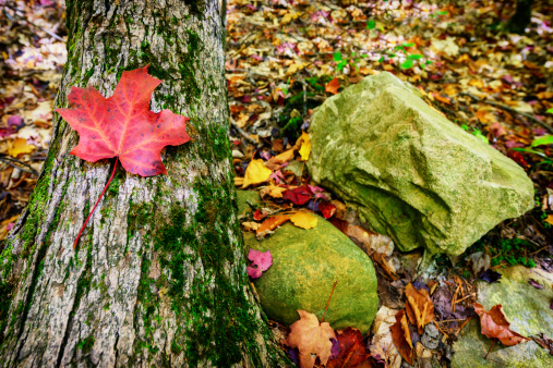 A close up view of a red maple leaf on a tree trunk next to big rocks in a forest during the autumn season.