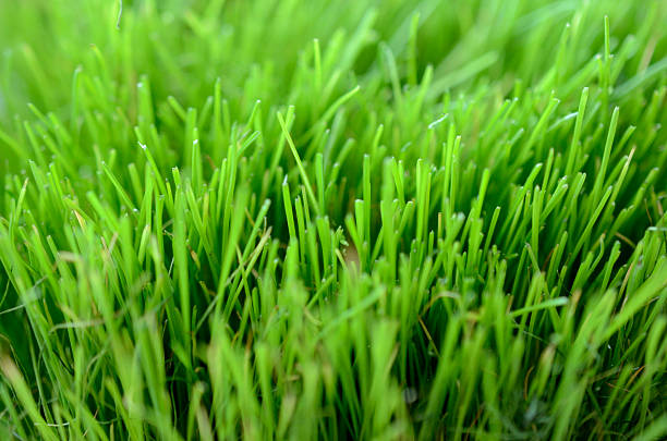 istock close-up of lush green grass 494529735