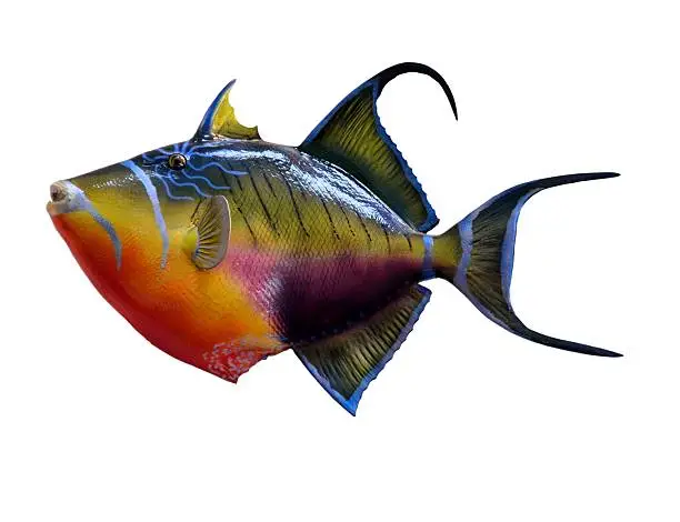 Colorful Queen Triggerfish isolated with a white background