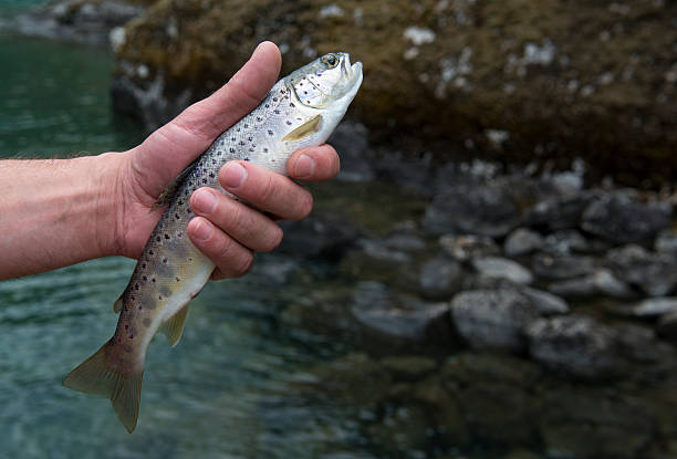 Freshly caught small rainbow trout fish in a fisherman hand. Before letting go, Norway