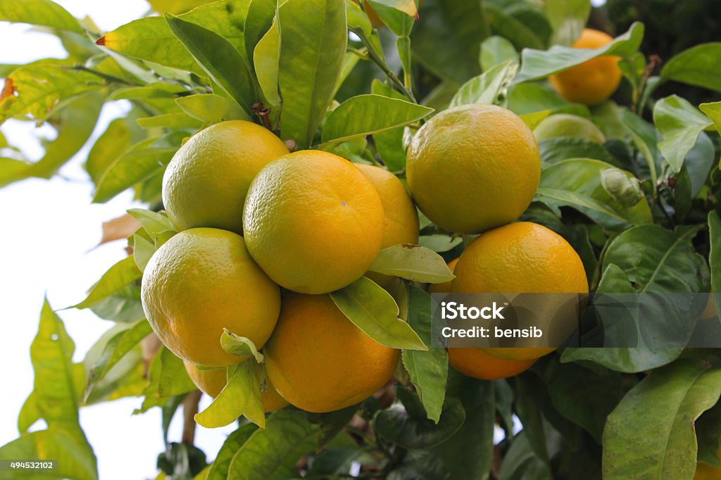 Mandarins on Tree Close Up of Mandarins on Tree in Nice, France 2015 Stock Photo