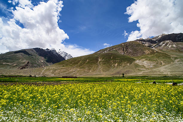 istock Mustard field with mountain background, Srinagar, India. 494532604