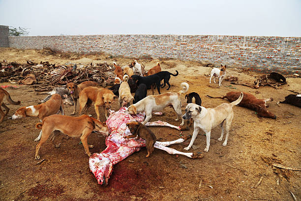 caçador de cão comer carne de bovino - cattle dog imagens e fotografias de stock