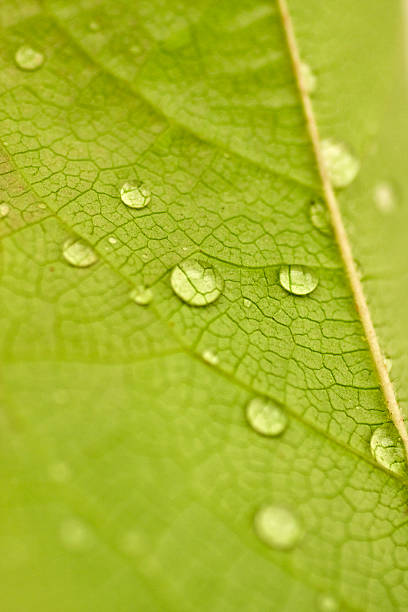 wasserperlen auf einem blatt-lotuseffekt - laubblatt zdjęcia i obrazy z banku zdjęć