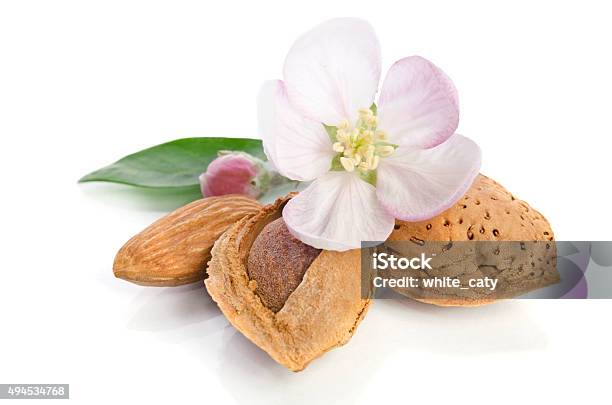 Paradise Flower With Almond Nuts Isolated On White Background Stock Photo - Download Image Now