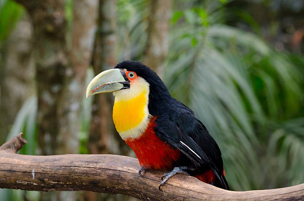 istock green toucan in Brazil 494535450