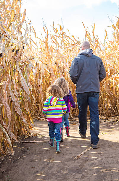 istock Two Young Girls & Dad Walking In Autumn Corn Maze 494535558