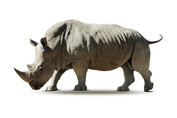 istock Rhinoceros isolated  on white background - Stock Image 494535668
